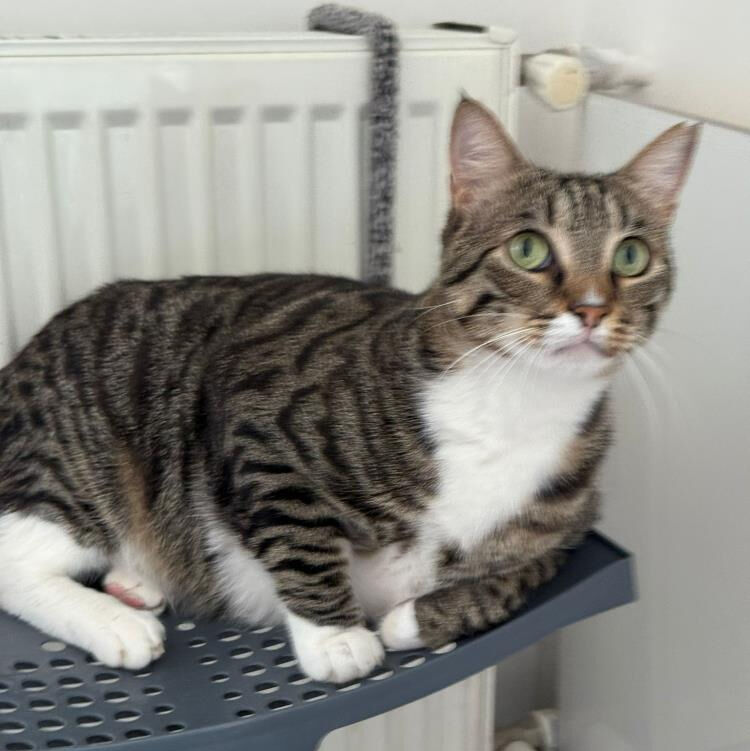 Bu kediyi bulana 100 bin TL nakit ödül! Sokak sokak dolaşıp her yerde onu arıyor - 3. Resim