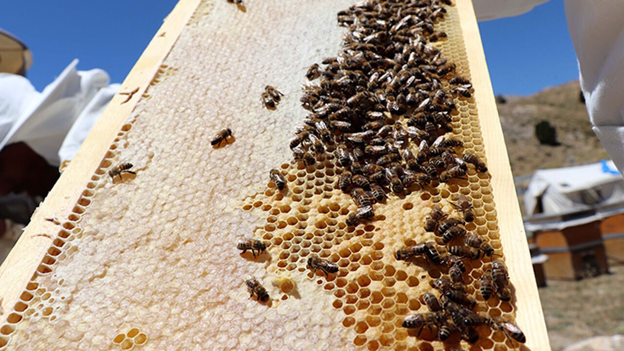 Kovanlar kundaklandı! Yarım milyon arı bir gecede yok oldu - 1. Resim