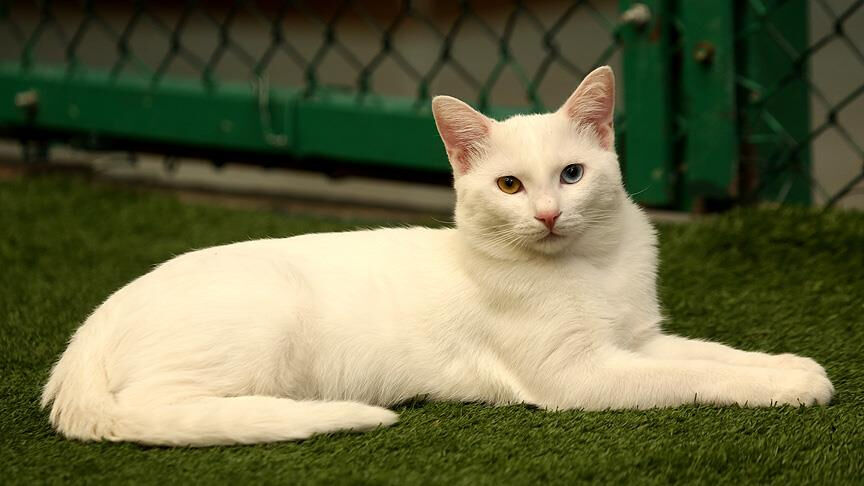 O türün soyu artık güvende! Kırmızı alarm kaldırıldı - 1. Resim