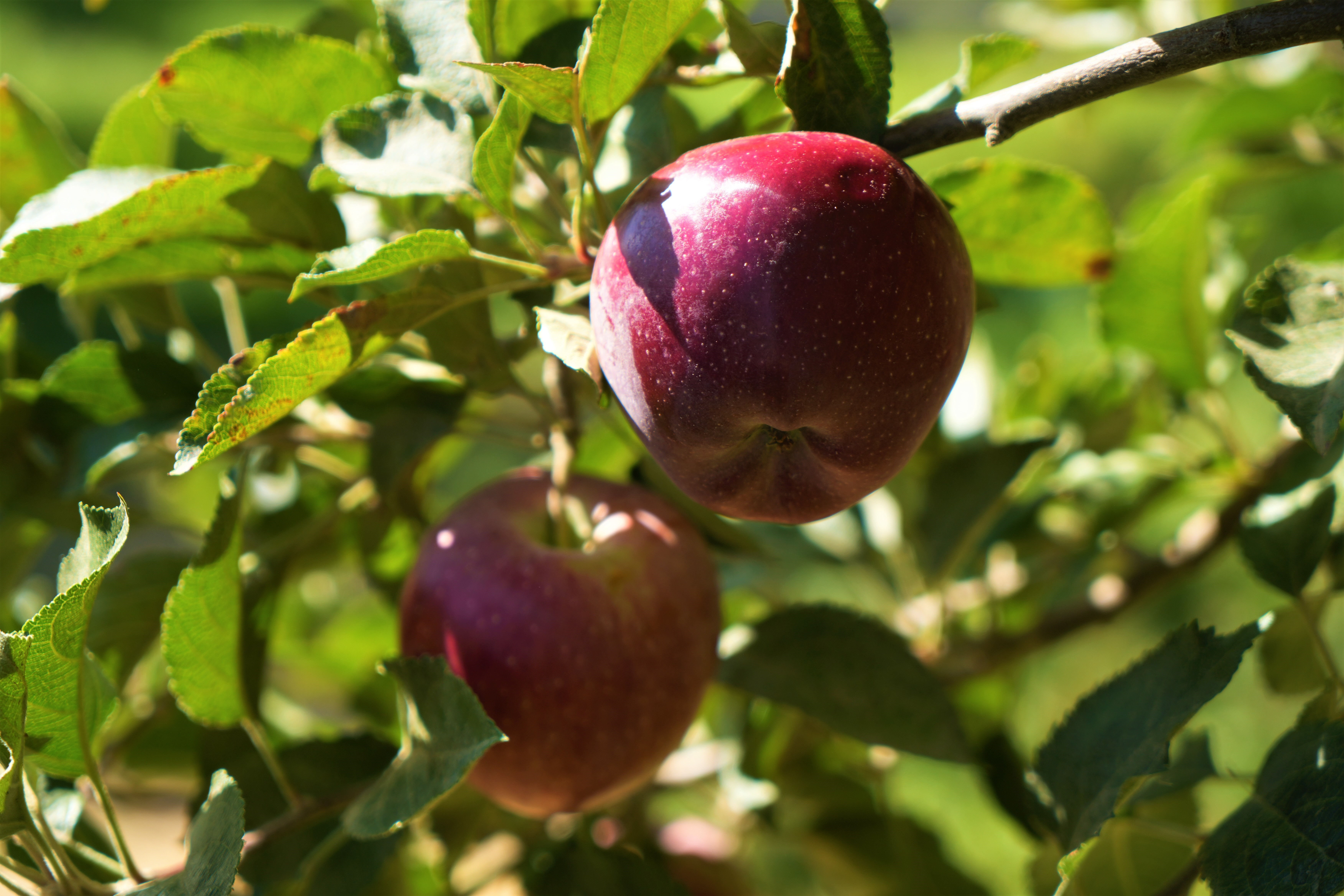 Zirai donun teğet geçtiği kentimiz! Elma hasadından 100 milyon liralık gelir bekleniyor - 3. Resim