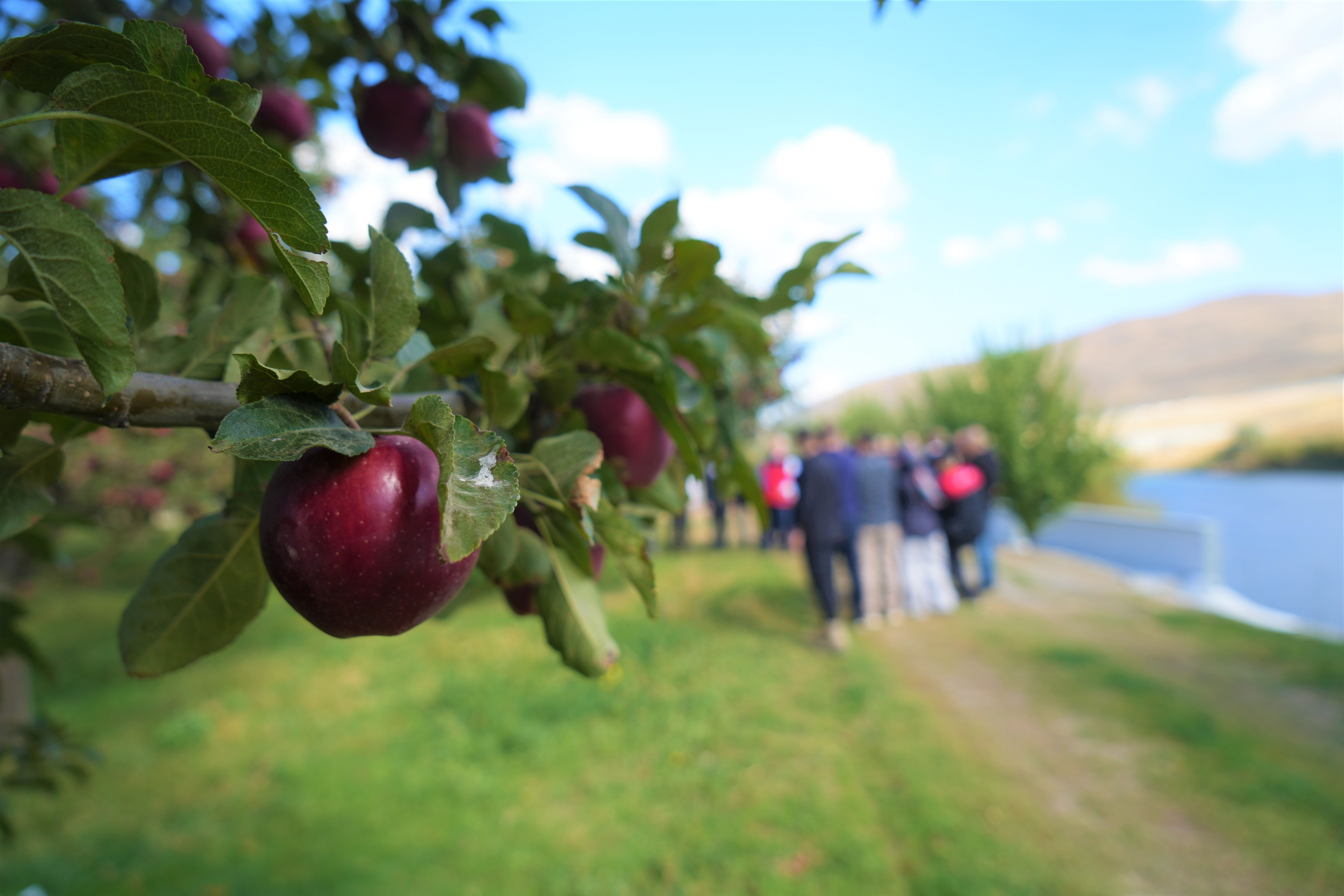 Zirai donun teğet geçtiği kentimiz! Elma hasadından 100 milyon liralık gelir bekleniyor - 1. Resim