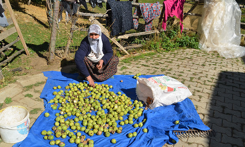 Hasat zamanı geldi! Kilosu 200 TL’den satılıyor, 200 milyon TL ekonomik katkı sağlayacak - 4. Resim