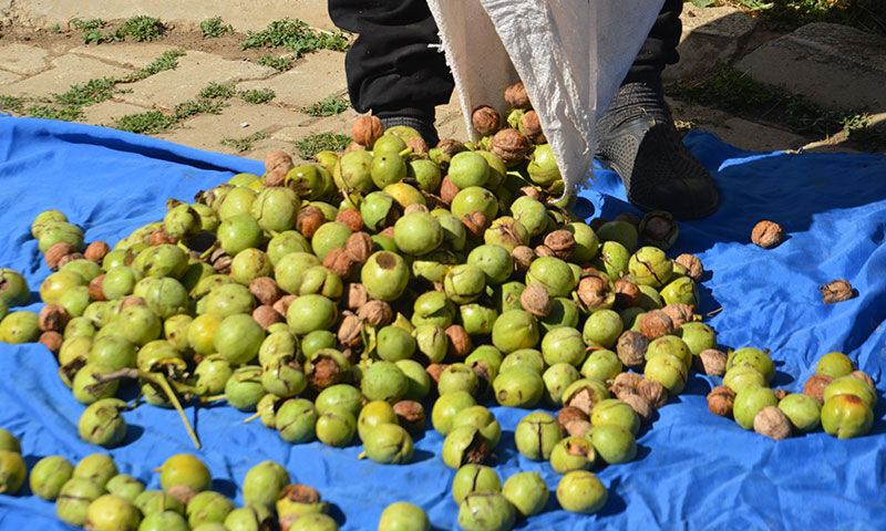 Hasat zamanı geldi! Kilosu 200 TL’den satılıyor, 200 milyon TL ekonomik katkı sağlayacak - 3. Resim