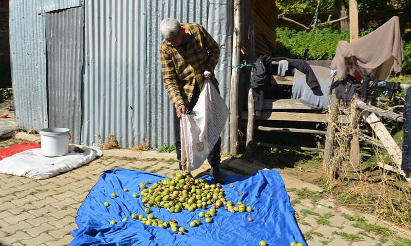 Hasat zamanı geldi! Kilosu 200 TL’den satılıyor, 200 milyon TL ekonomik katkı sağlayacak - 2. Resim