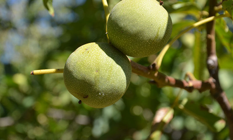 Hasat zamanı geldi! Kilosu 200 TL’den satılıyor, 200 milyon TL ekonomik katkı sağlayacak - 1. Resim