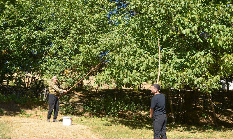 Hasat zamanı geldi! Kilosu 200 TL’den satılıyor, 200 milyon TL ekonomik katkı sağlayacak - 5. Resim