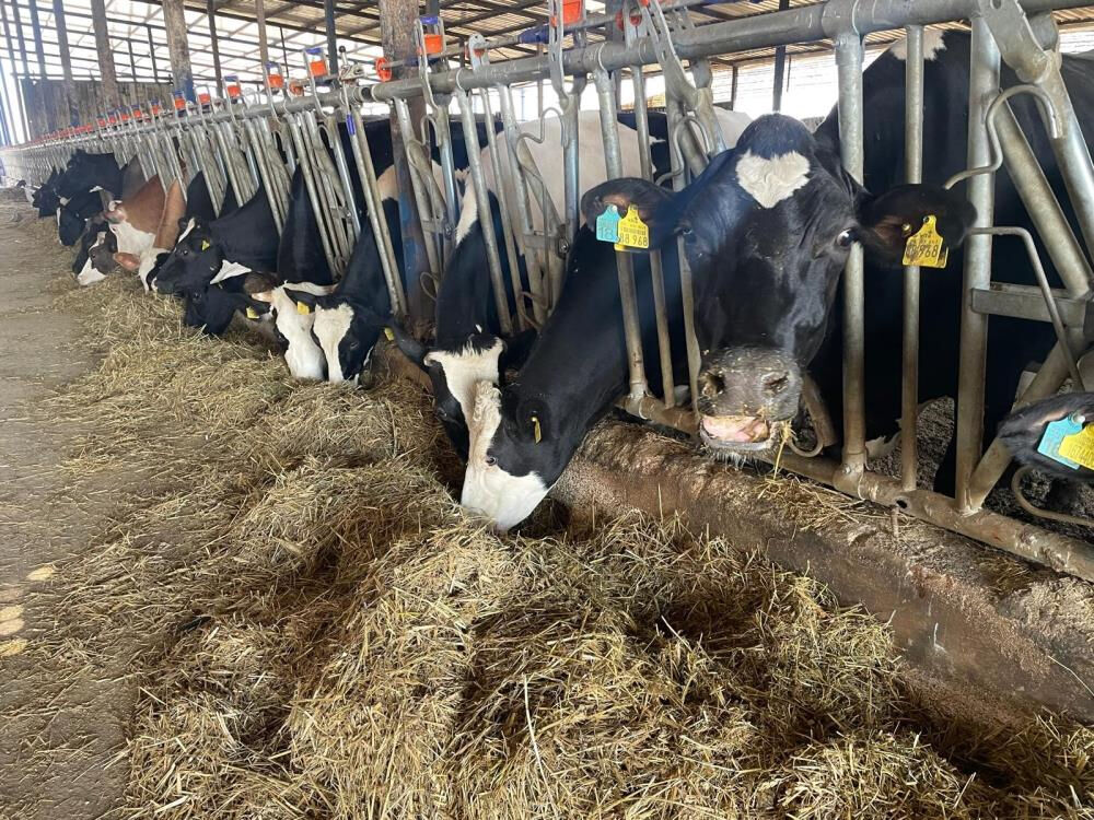 Kırmızı et fiyatları düşüşe geçti - 1. Resim