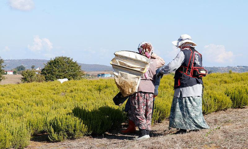 Sözleşmeli tarım modeliyle çiftçiye destek! Kuraklığa rağmen 200 ton hasat bekleniyor - 2. Resim
