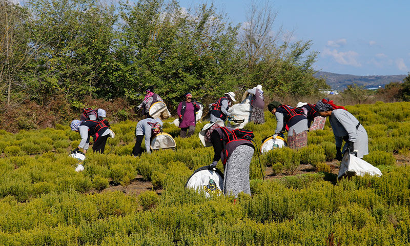Sözleşmeli tarım modeliyle çiftçiye destek! Kuraklığa rağmen 200 ton hasat bekleniyor - 5. Resim