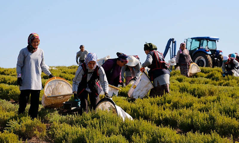 Sözleşmeli tarım modeliyle çiftçiye destek! Kuraklığa rağmen 200 ton hasat bekleniyor - 4. Resim