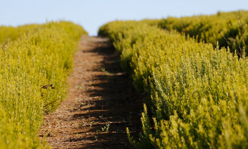 Sözleşmeli tarım modeliyle çiftçiye destek! Kuraklığa rağmen 200 ton hasat bekleniyor - 1. Resim