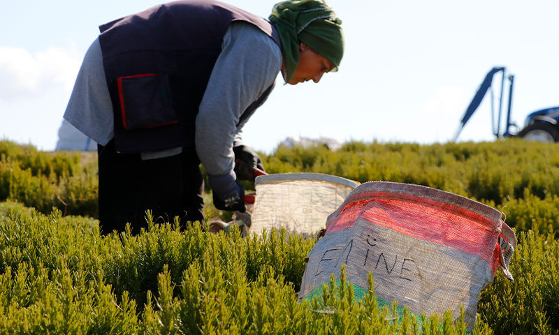 Sözleşmeli tarım modeliyle çiftçiye destek! Kuraklığa rağmen 200 ton hasat bekleniyor - 3. Resim