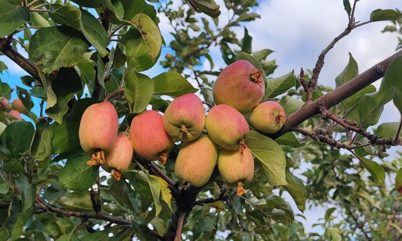 60 yıllık çiftçi ilk kez tanık oldu: Ömrümde böyle bir şey görmedim - 1. Resim