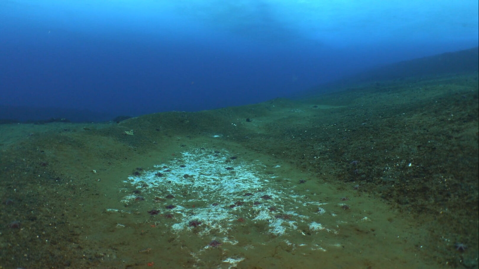 Bilim insanlarından okyanusun altında endişelendiren keşif! Hızla yayılmaya başladı - 2. Resim