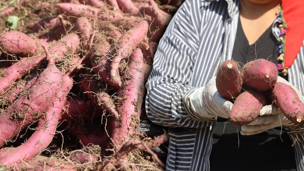 Bu patates bildiğiniz patatesten çok farklı! Tarlada kilosu 35 TL Bu patates bildiğiniz patatesten çok farklı! Tarlada kilosu 35 TL