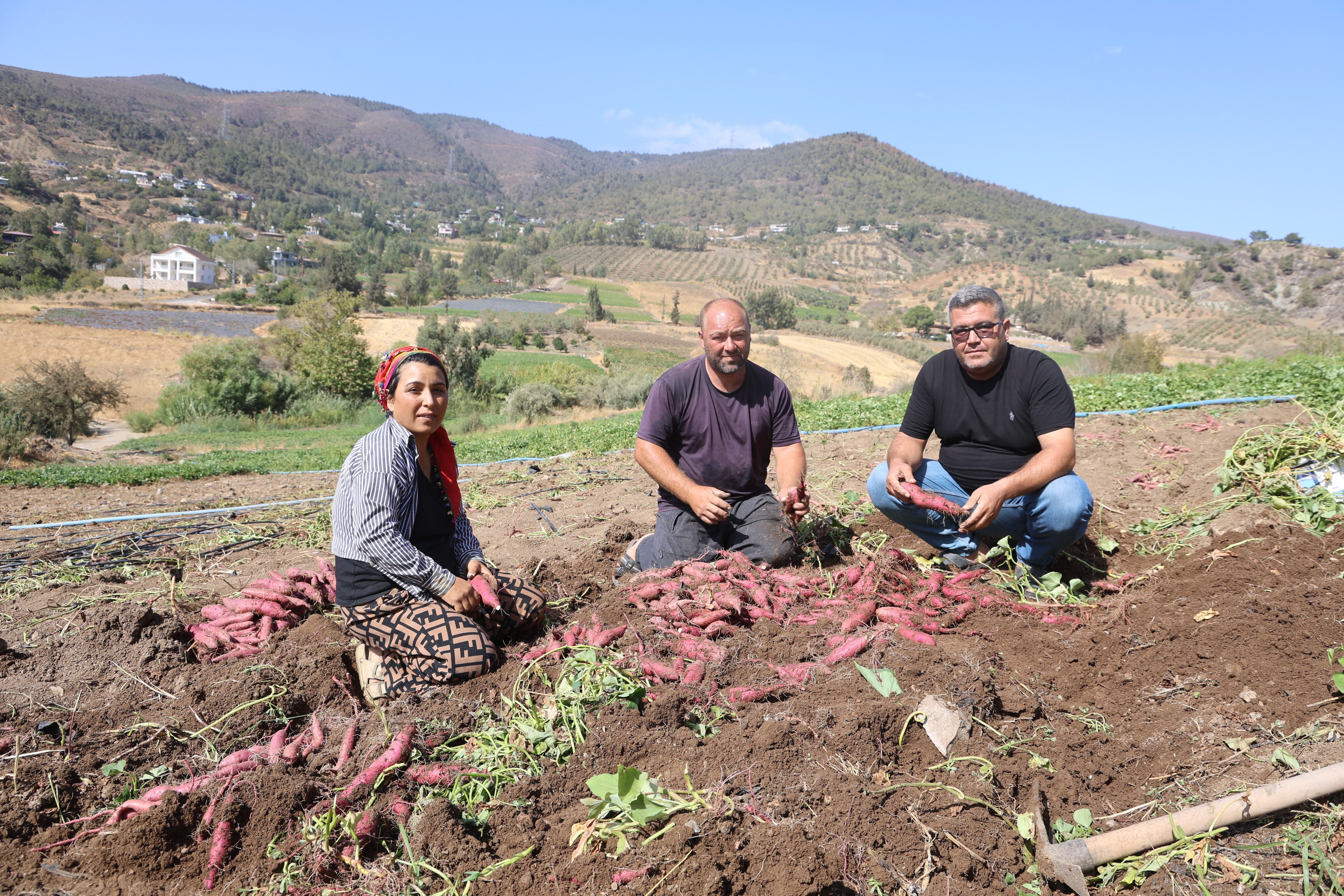 Bu patates bildiğiniz patatesten çok farklı! Tarlada kilosu 35 TL - 2. Resim