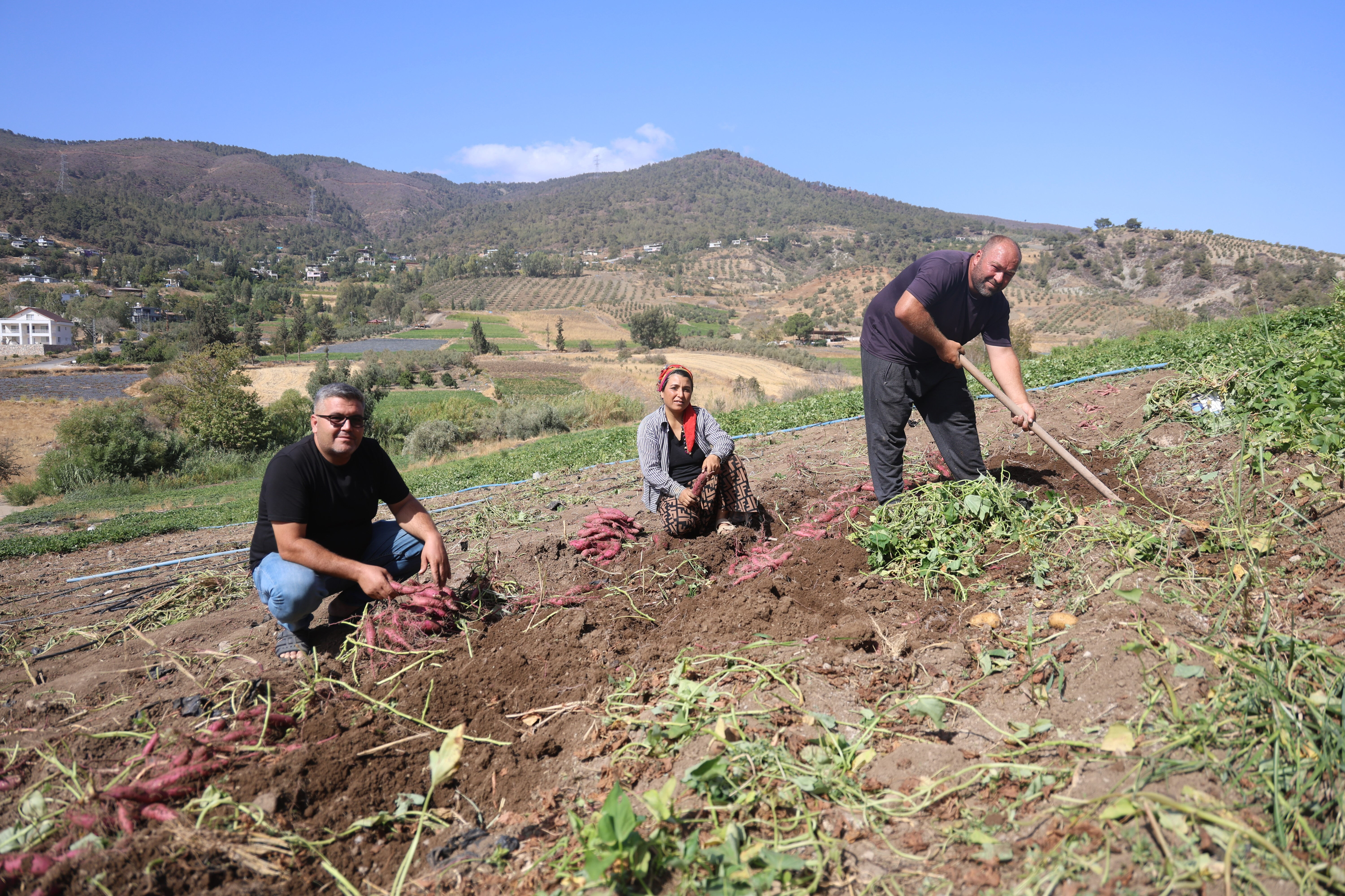 Bu patates bildiğiniz patatesten çok farklı! Tarlada kilosu 35 TL - 1. Resim