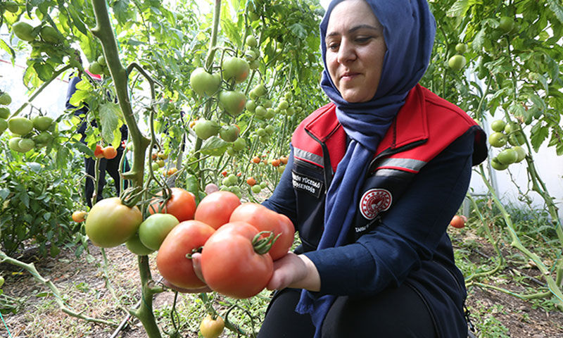 “Burada ürün olmaz” dediler, sera kurup herkese örnek oldular - 3. Resim