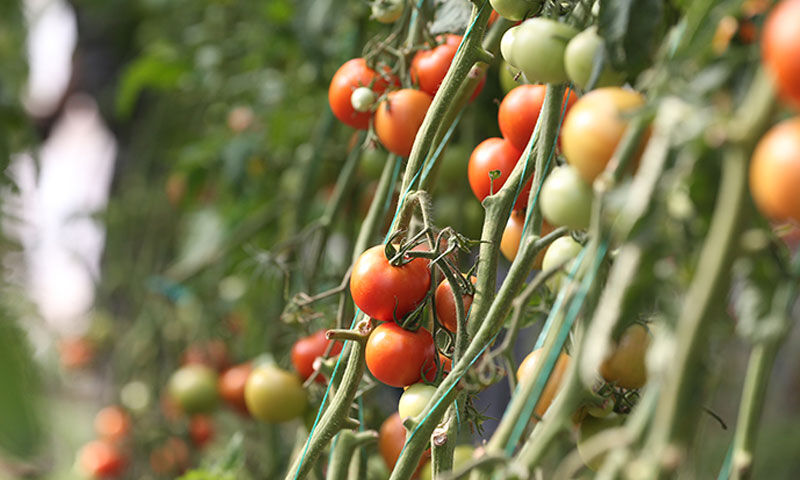 “Burada ürün olmaz” dediler, sera kurup herkese örnek oldular - 4. Resim