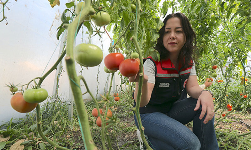 “Burada ürün olmaz” dediler, sera kurup herkese örnek oldular - 2. Resim
