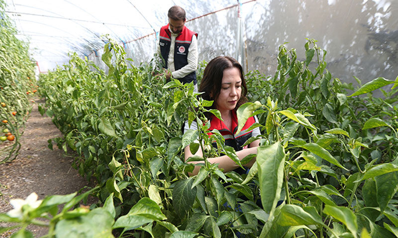 “Burada ürün olmaz” dediler, sera kurup herkese örnek oldular - 5. Resim