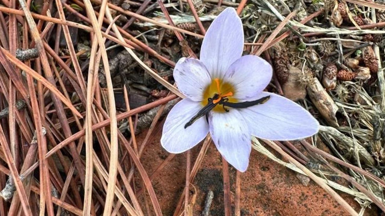 Yaşam