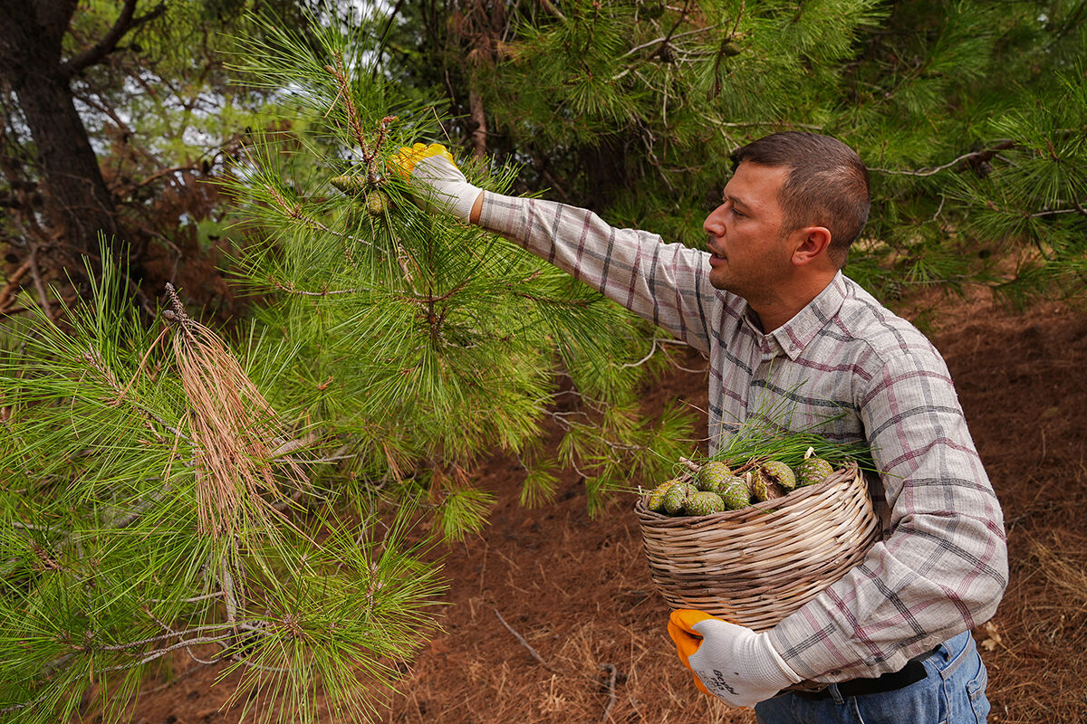 Kışın olmazsa olmazı, gribe kalkan... Kızılçam kozalağı pekmez üretimi başladı: Bergama’nın yeni trend sağlık ürünü - 1. Resim