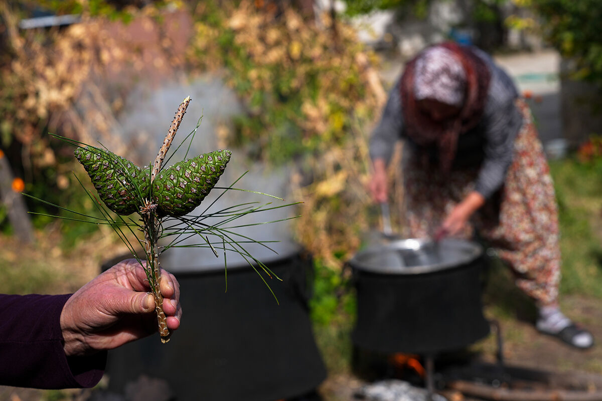 Kışın olmazsa olmazı, gribe kalkan... Kızılçam kozalağı pekmez üretimi başladı: Bergama’nın yeni trend sağlık ürünü - 2. Resim