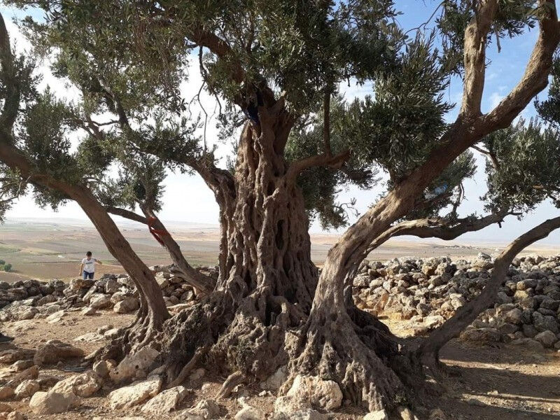Nuh'un Gemisi'nin Cudi Dağı'nda olduğunu zeytin ağaçlarıyla açıkladı: En güçlü biyolojik kanıtlardan biri! - 2. Resim