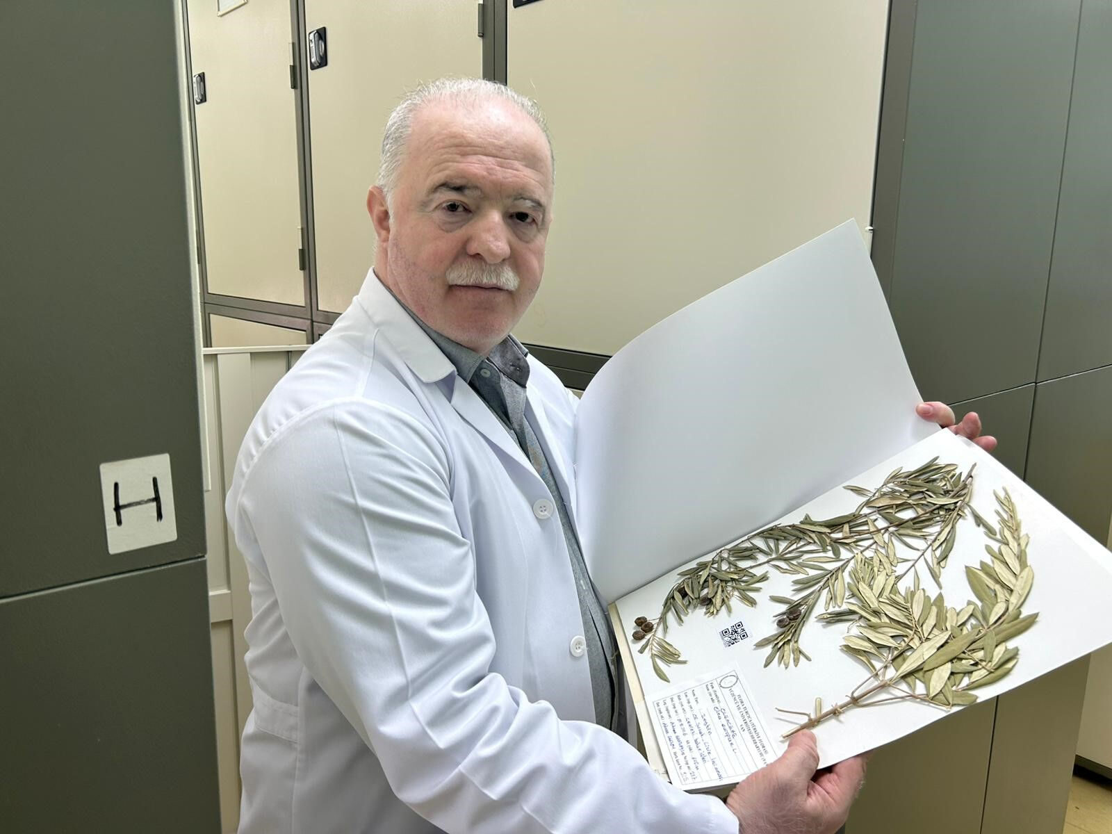 Nuh'un Gemisi'nin Cudi Dağı'nda olduğunu zeytin ağaçlarıyla açıkladı: En güçlü biyolojik kanıtlardan biri! - 1. Resim