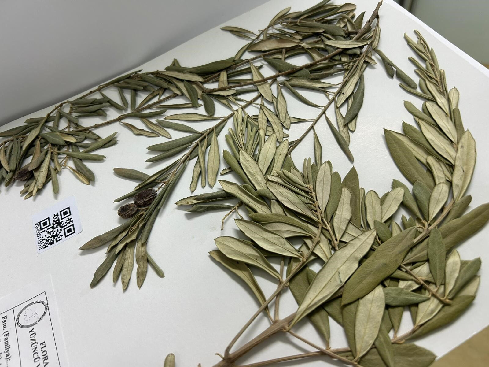 Nuh'un Gemisi'nin Cudi Dağı'nda olduğunu zeytin ağaçlarıyla açıkladı: En güçlü biyolojik kanıtlardan biri! - 3. Resim