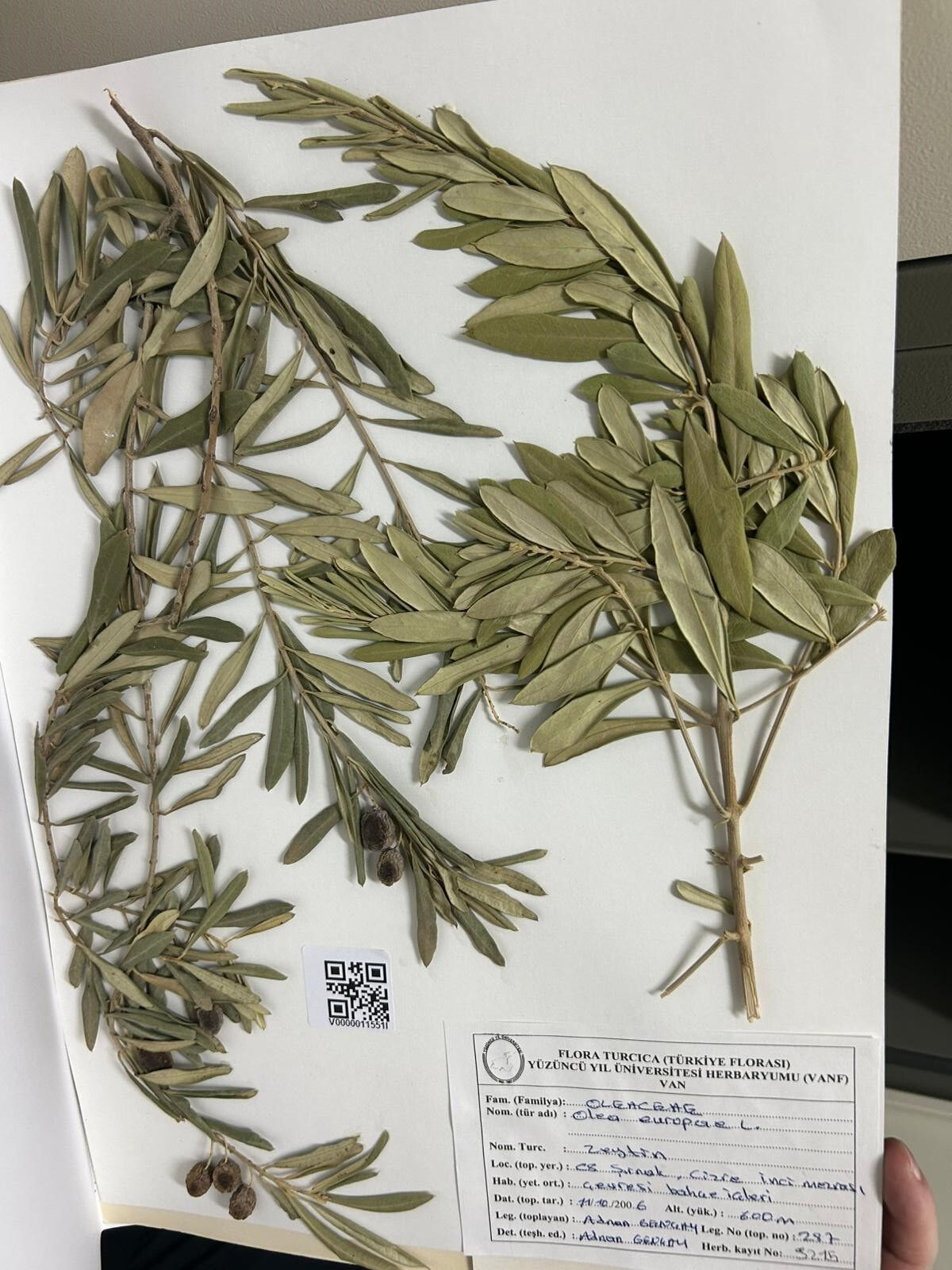 Nuh'un Gemisi'nin Cudi Dağı'nda olduğunu zeytin ağaçlarıyla açıkladı: En güçlü biyolojik kanıtlardan biri! - 4. Resim