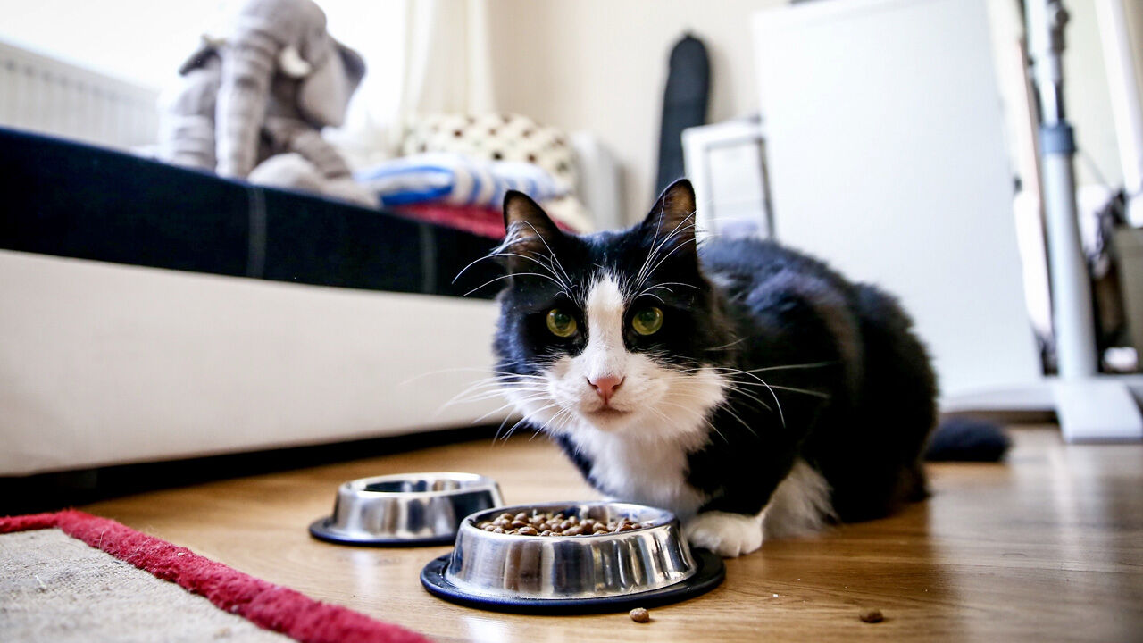 Sitelerde 'evcil hayvan' krizi! Şikayetler gitgide artıyor - 1. Resim