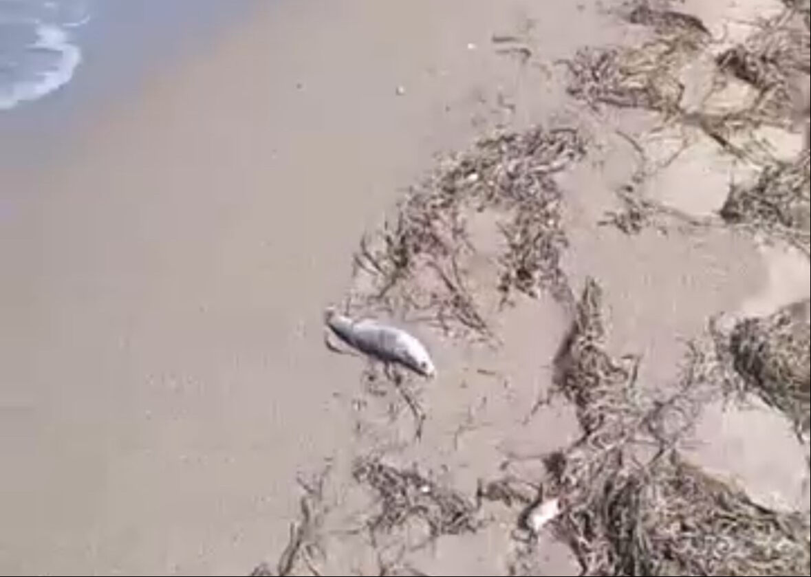 Balıkesir'de korkutan manzara! Sahil boyunca balık ölümleri görüldü - 1. Resim