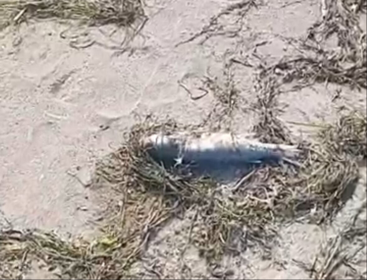 Balıkesir'de korkutan manzara! Sahil boyunca balık ölümleri görüldü - 2. Resim