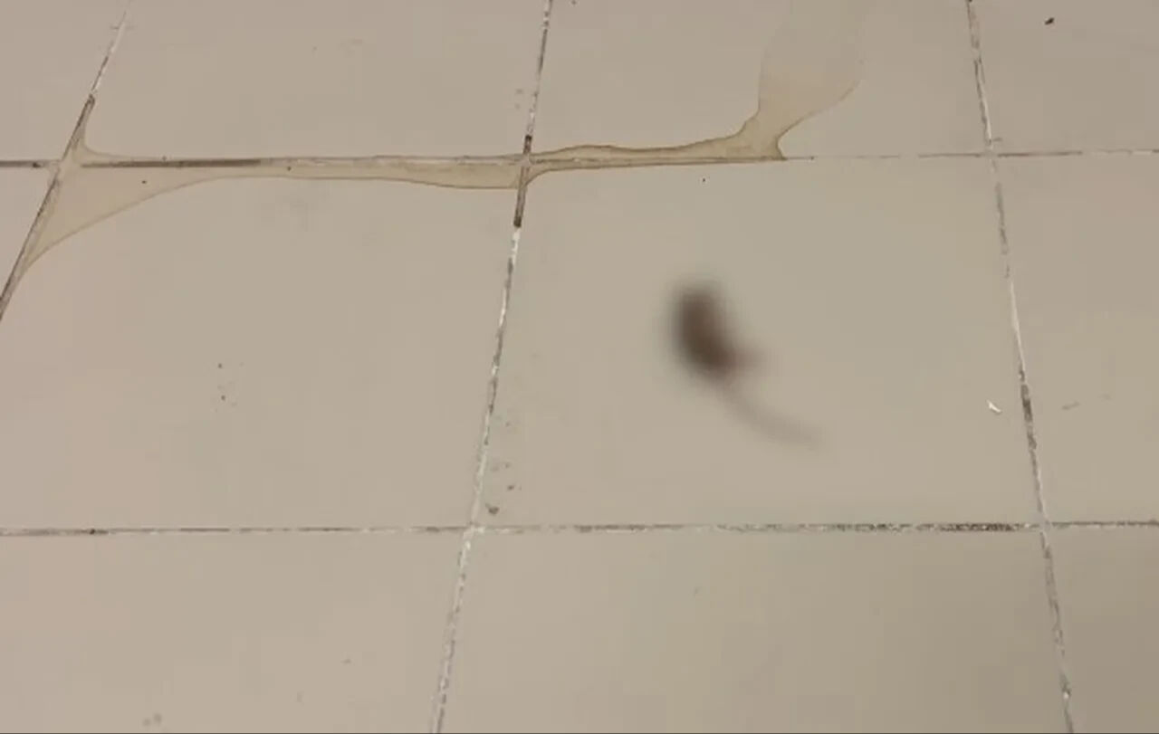 Halk ekmek fabrikasında mide bulandıran görüntüler! Sosyal medya iddiası gerçek çıktı - 4. Resim