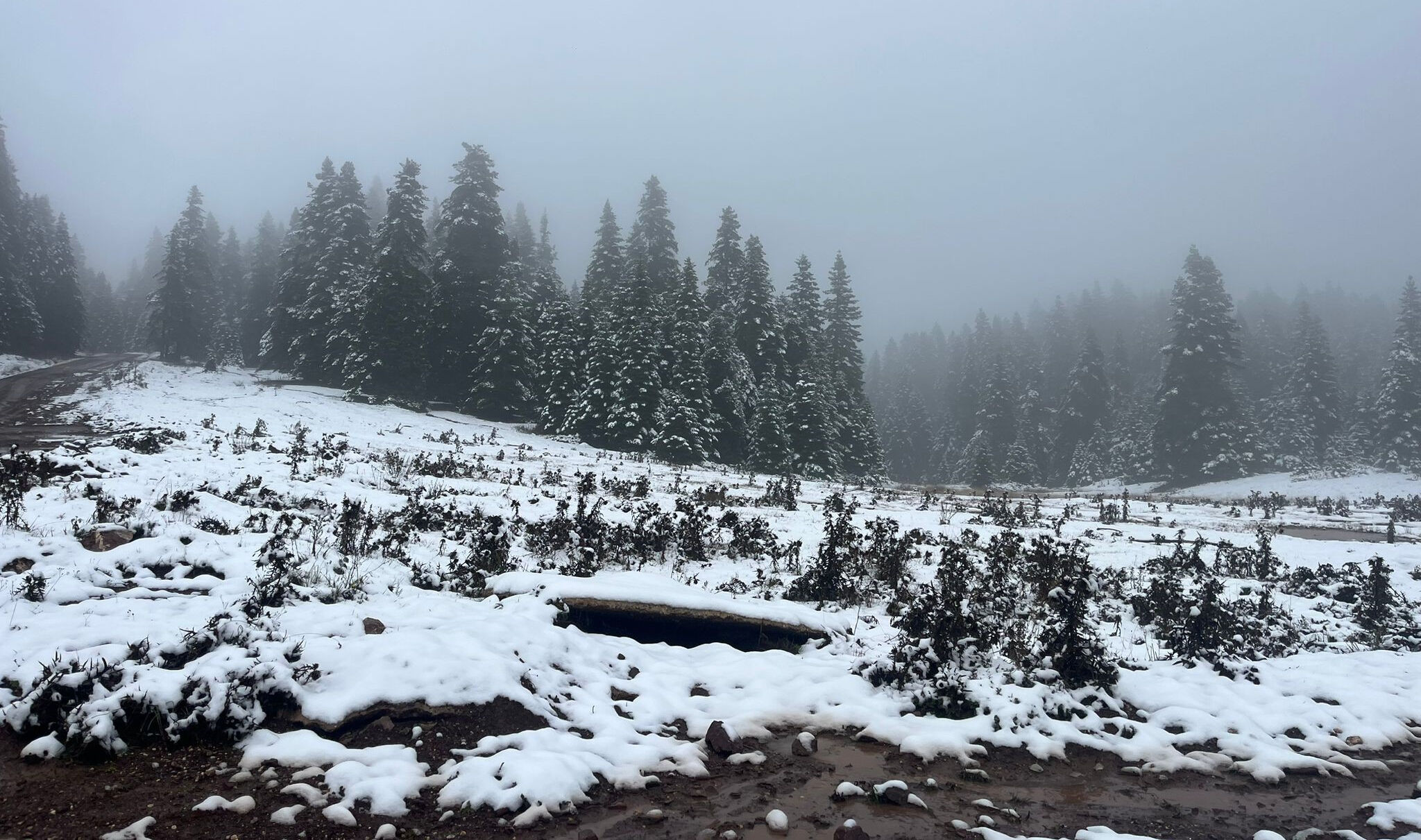 Kış erken geldi, lapa lapa kar yağdı! Beyaz örtü İstanbul'un yanı başında - 1. Resim