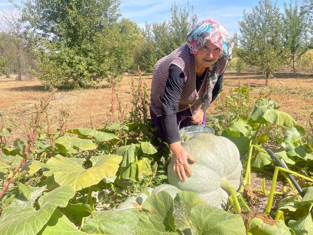 40 kilograma ulaşan kabağı görünce inanamadı! 