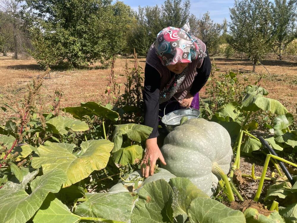 40 kilograma ulaşan kabağı görünce inanamadı! 