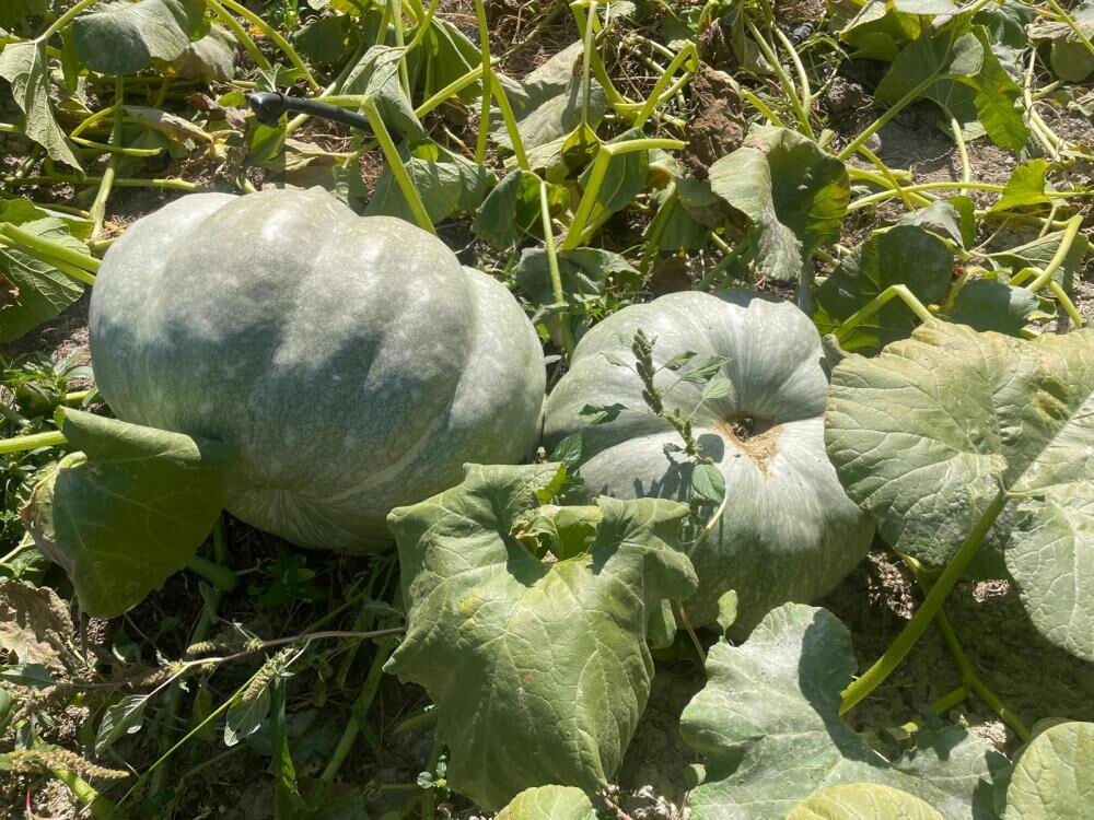 40 kilograma ulaşan kabağı görünce inanamadı! 