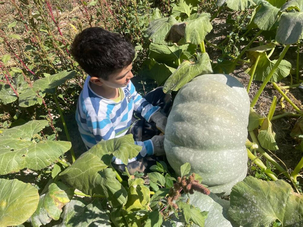 40 kilograma ulaşan kabağı görünce inanamadı! 