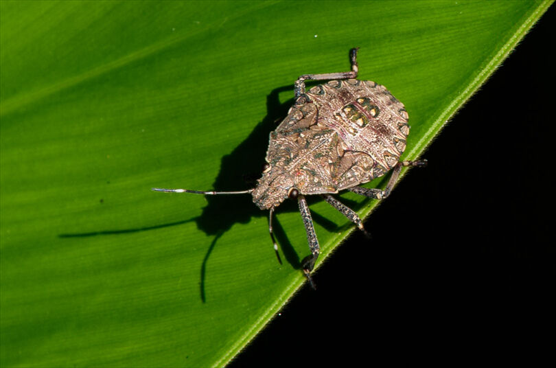 Çiftçinin kabusu oldu! İşte kahverengi kokarcaya karşı alınan önlemler Çiftçinin kabusu oldu! İşte kahverengi kokarcaya karşı alınan önlemler - 1. Resim
