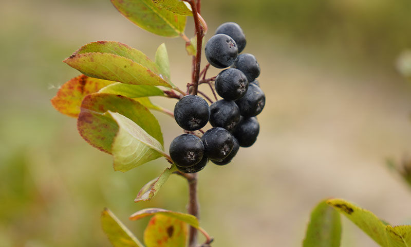 Doğal yetişen ‘süper meyve’ zirai ilaç istemiyor: Kilosu 90 TL - 5. Resim
