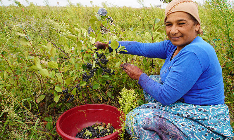 Doğal yetişen ‘süper meyve’ zirai ilaç istemiyor: Kilosu 90 TL - 3. Resim