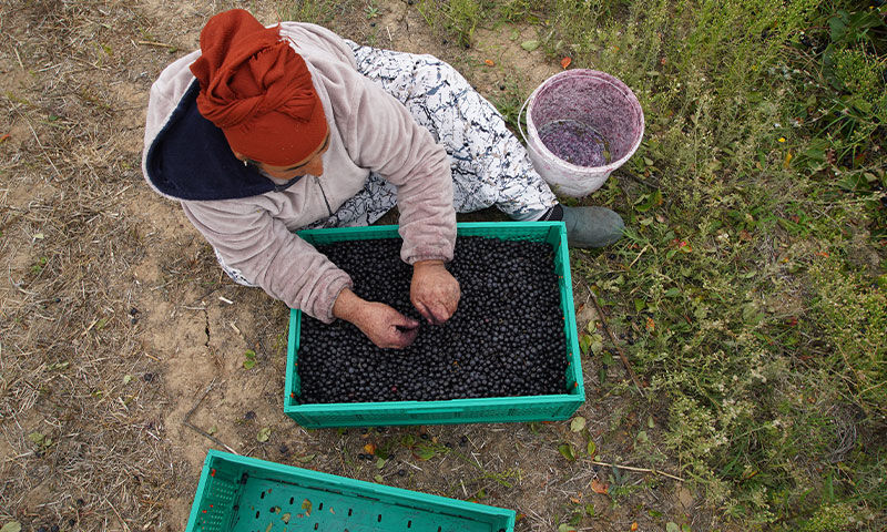 Doğal yetişen ‘süper meyve’ zirai ilaç istemiyor: Kilosu 90 TL - 1. Resim