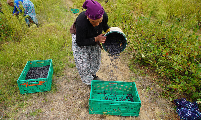 Doğal yetişen ‘süper meyve’ zirai ilaç istemiyor: Kilosu 90 TL - 2. Resim