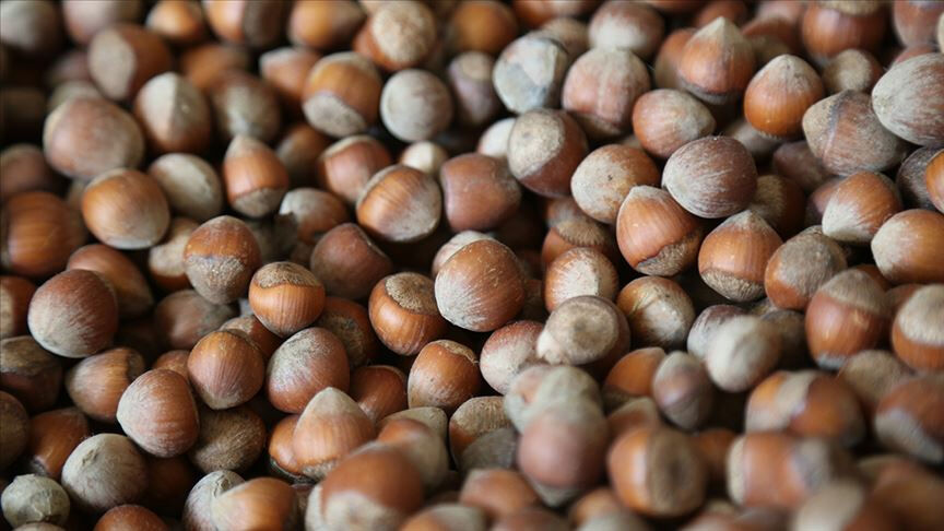 Fındık serbest piyasada düşüşe geçti! En yüksek fiyatı Tarım Kredi verdi - 1. Resim