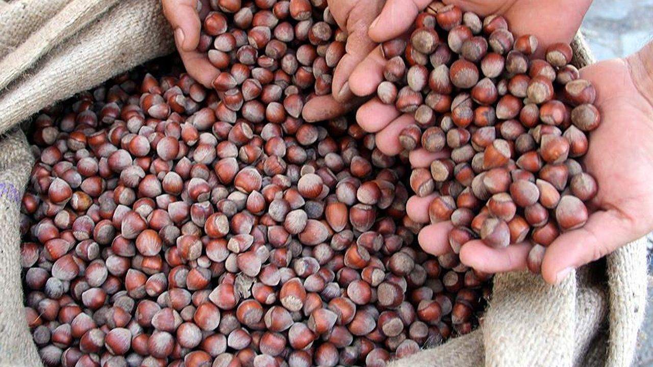 Fındık serbest piyasada düşüşe geçti! En yüksek fiyatı Tarım Kredi verdi Fındık serbest piyasada düşüşe geçti! En yüksek fiyatı Tarım Kredi verdi