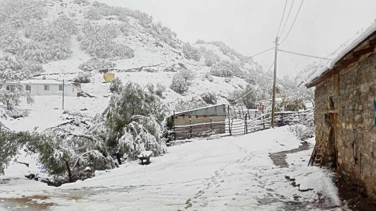 Hasat öncesi kara hazırlıksız yakalandılar! Cevizler beyaz örtü altında kaldı - 1. Resim