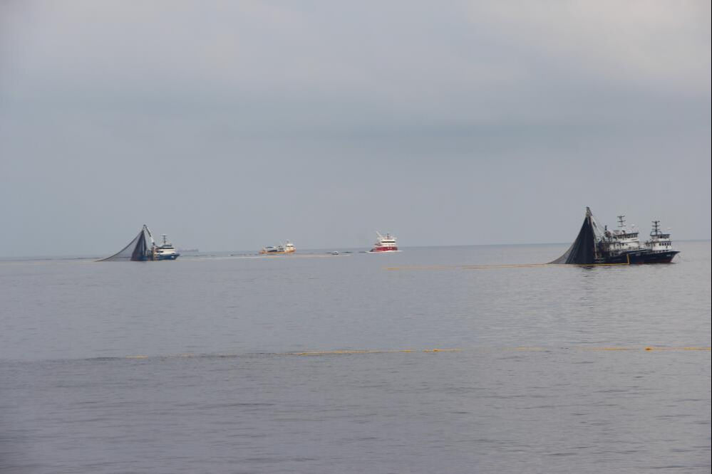 Sofraların vazgeçilmezi, Karadeniz'in gözbebeği için alarm verildi! Hamsi'de tehlike büyük... - 3. Resim